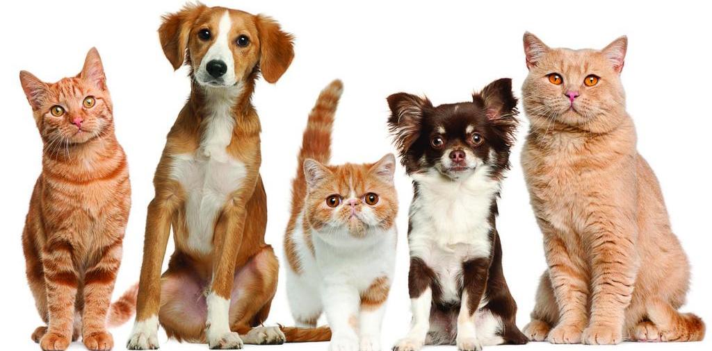 Доска объявлений о животных | ЗооТом - продажа, вязка и услуги для животных в Красном Холме