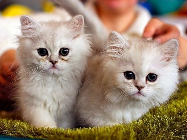 Породы кошек в Красном Холме | ЗооТом портал о животных
