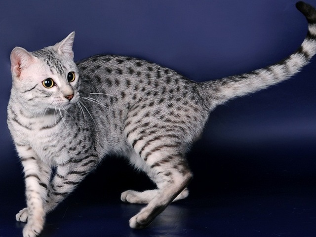 Породы кошек в Красном Холме | ЗооТом портал о животных