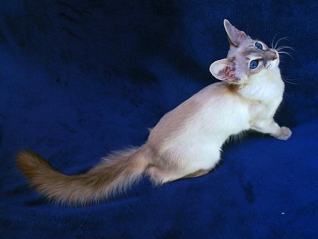 Выведенные породы кошек в Красном Холме | ЗооТом портал о животных