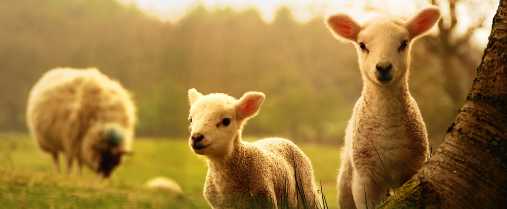 Объявления о сельскохозяйственных животных | ЗооТом - продажа, вязка и услуги для животных в Красном Холме