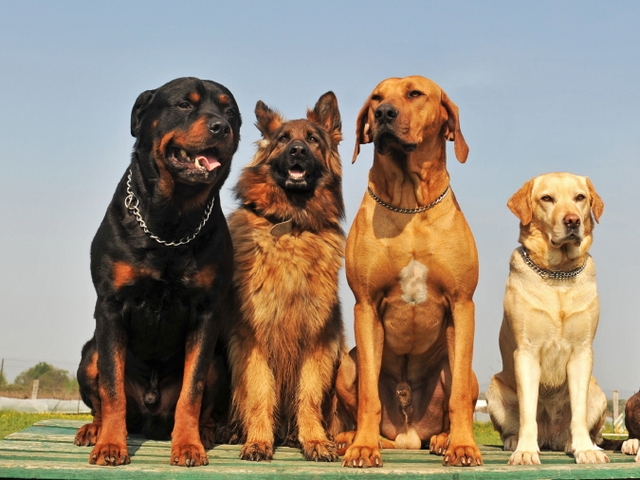 Крупные породы собак в Красном Холме | ЗооТом портал о животных